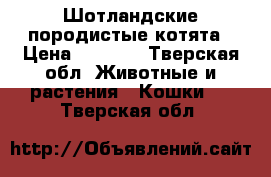 Шотландские породистые котята › Цена ­ 3 500 - Тверская обл. Животные и растения » Кошки   . Тверская обл.